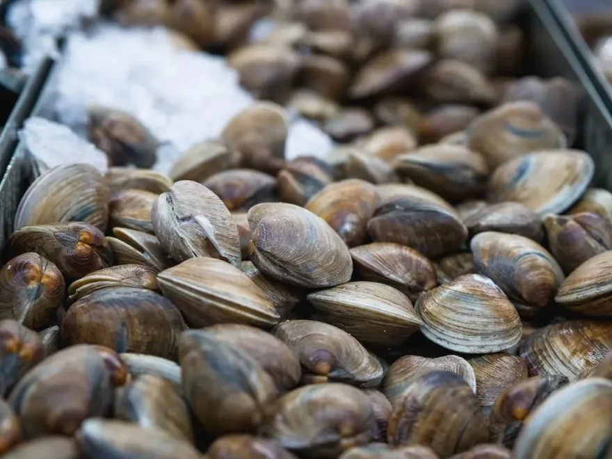 蛤蜊料理煮出一堆沙！「水加鹽上蓋」吐沙更乾淨　網讚：超有效