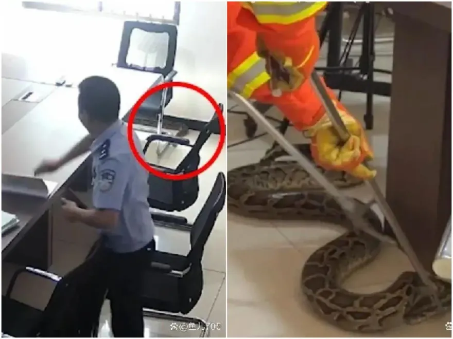 影/「119嗎？我是110」…20公斤巨蟒竄進派出所　員警冏喊：有點大不敢抓