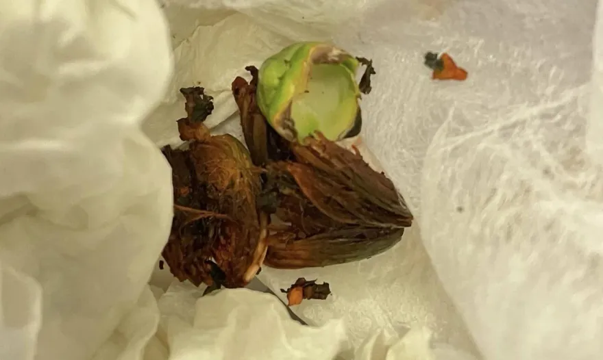 嘔嘔嘔！好市多買褲「口袋撈出噁心紅渣」　他倒半罐漂白水處理