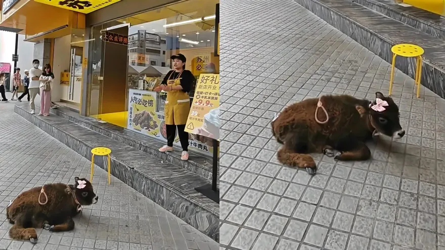 影/現點現做！牛肉乾店小牛拴門口挨批殘忍　店家改口：是吉祥物不會殺