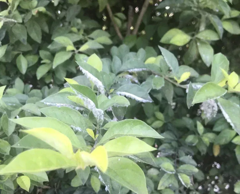 棉絮粉蝨爆發！林口停車場「樹葉發黴一整片」　林業所警告：吸入會過敏