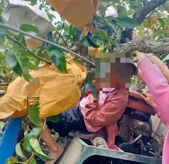 苗栗果園農用車意外！老農遭夾困卡樹上　警消鋸樹搶救