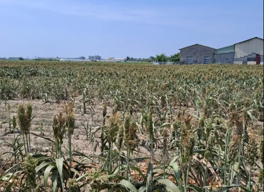 乾到撐不住！台南旱象致高粱減產超50%　將向中央申請天然災害救助