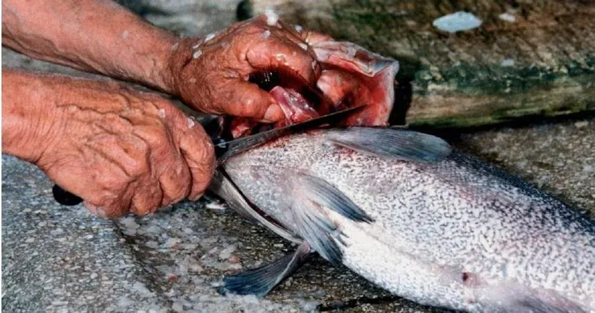 強迫13歲女兒殺魚取內臟　父稱是「生活必備技能」被罵翻