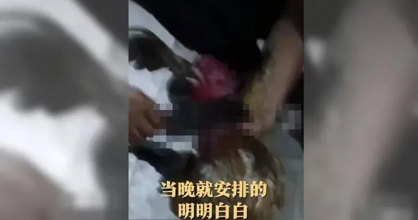 影/雞鳴聲影響考生休息　主人見員警上門「大義滅親」：今晚就吃雞