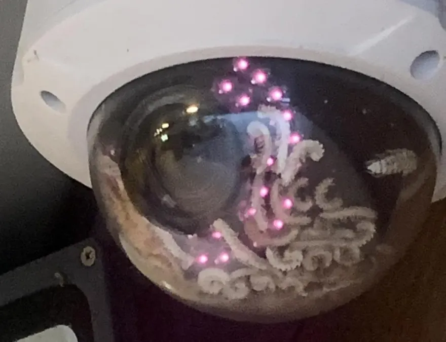 影/畫面讓人驚呆！公司監視器鬧「蟲蟲危機」　網友：像「大腦皺褶」