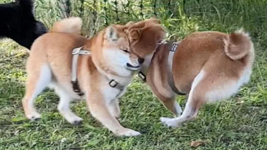 影/柴型車禍現場！2柴亢奮爆衝相撞「帥臉猙獰凹陷」下秒2柴犬…汪：大哥～你倒是看路啊