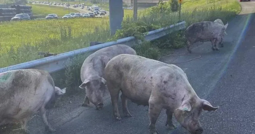 美國卡車「公路翻覆」…數十頭豬狂竄　車流回堵1.6公里