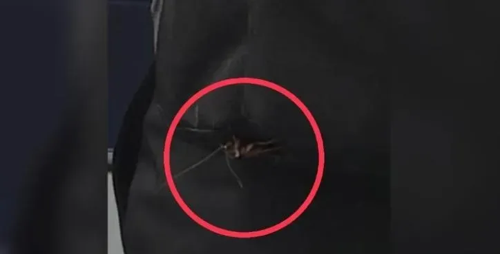 搭捷運驚見「謎樣生物」隱身男子背包　 萬人嚇壞：飛起來不是開玩笑的