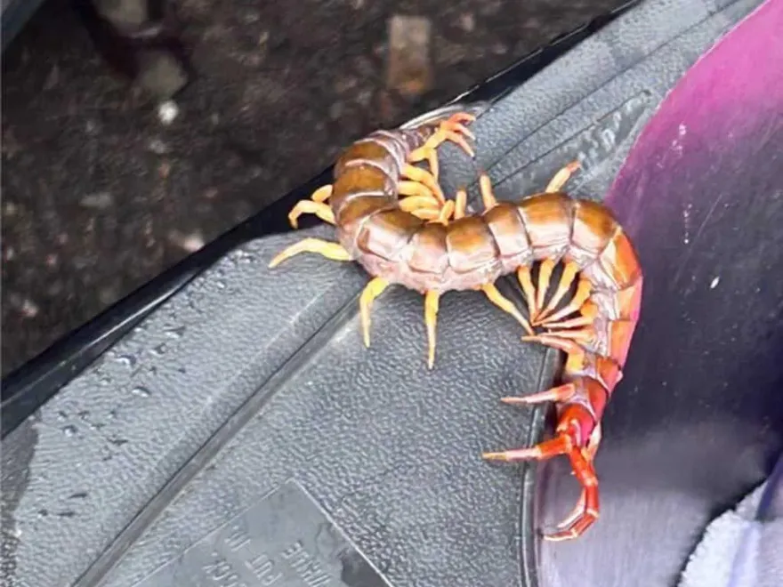 地方媽媽騎車載兒上課打開車廂驚見「超肥大蜈蚣」　過人來曝解決方法