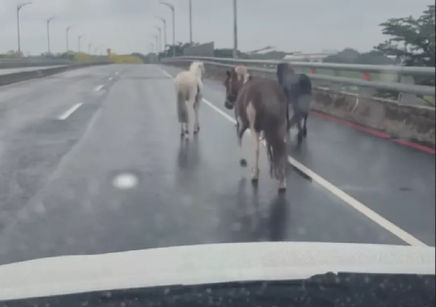 台南驚見3匹馬兒結伴趴趴走！門沒關開溜　飼主才罰600元