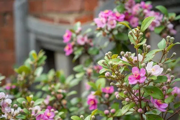 端午遊/桃園「桃金孃節」親子深度遊　體驗手作農村樂