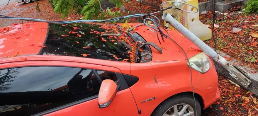 一片紅！枋寮鳳凰花樹倒塌壓扁紅色小車　罕見奇景曝光