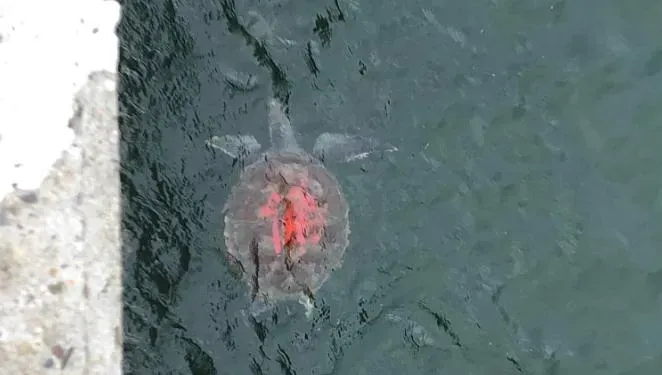 這不是慈悲心！台南野生海龜「背上有佛」　疑遭信眾紅漆噴字放生