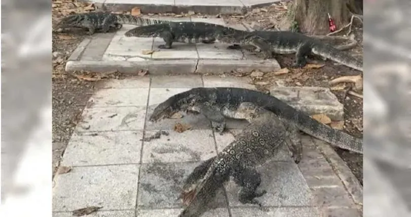 正妹公園湖邊餵烏龜　下秒「巨型水怪」竄出！學者推估：和恐龍有親屬關係
