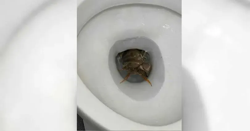新鮮直送！嘉義住宅馬桶遭大螃蟹「潛伏」　女屋主嚇傻