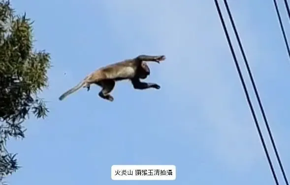 影/身懷絕技！獼猴遭大冠鷲攻擊受驚　下秒凌空飛躍徒手勾住電纜線逃命