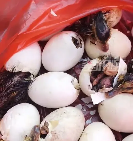 影/父親替女兒到市集買「鴨仔蛋」　回家後卻已孵化成「33隻鴨」