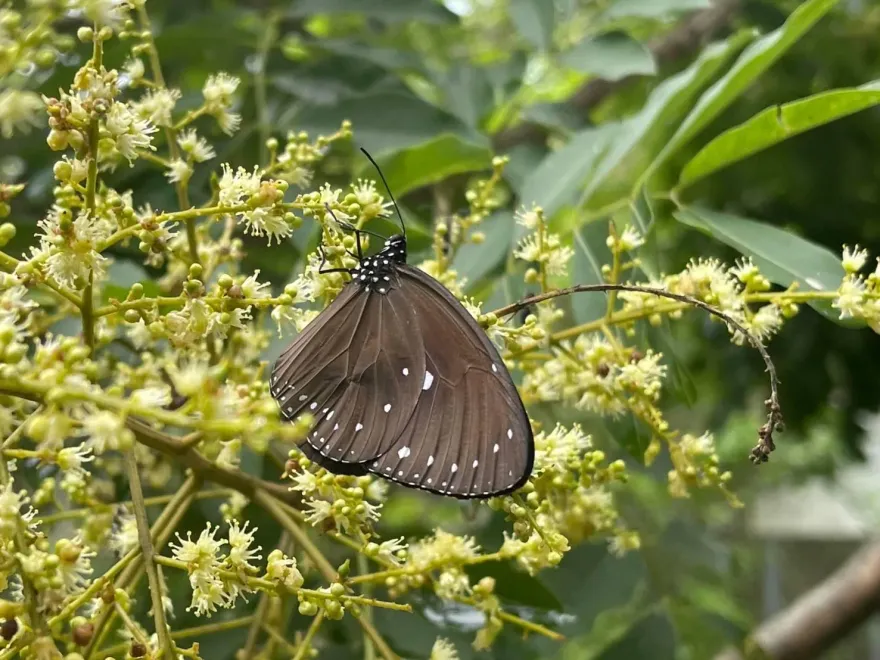 小紫斑蝶群棲息高雄「一線天」　紀錄片導演提醒民眾勿驚擾