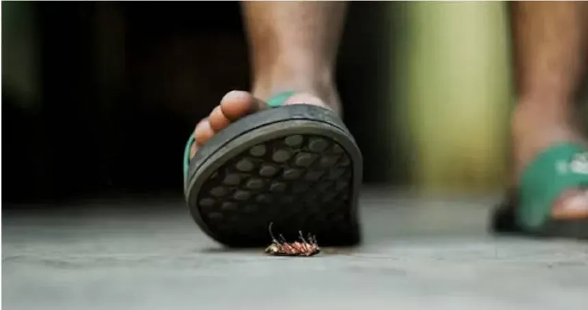 一堆人都做過！醫曝床上壞習慣：「11隻蟑螂」鑽入他耳道