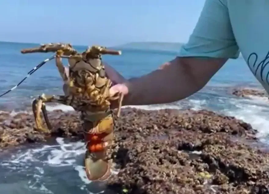 影/放生抱卵龍蝦！墾丁烤肉業者逆風　背後暖心原因曝