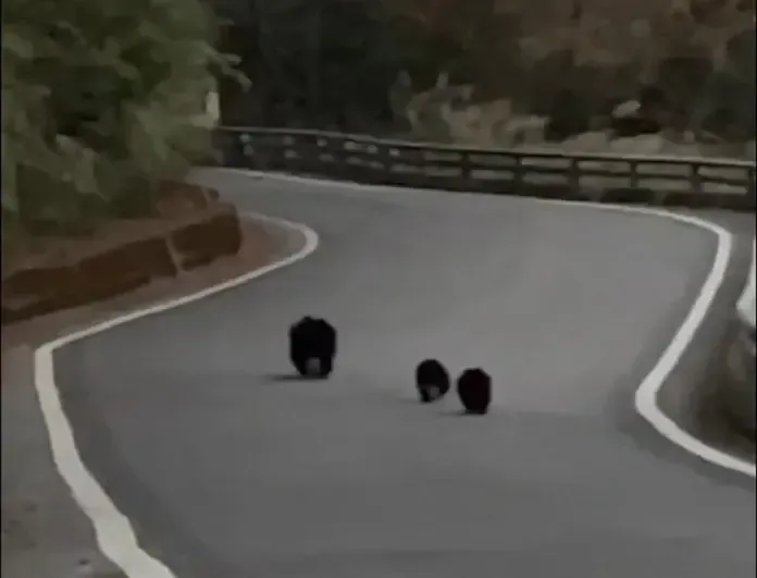 黑嚕嚕「熊家族」逛大街！玉山、南橫現蹤　玉管處：勿餵食