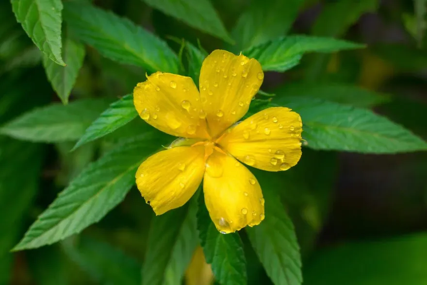 食用「愛情魔藥」透納葉有哪些好處？「4大功效」報你知：可提升性生活品質