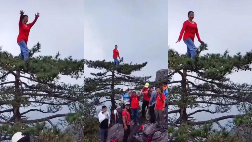 影/大媽爬上百年松樹頂「雙手狂舞」　只為打卡拍照...網斥：腦袋去哪？