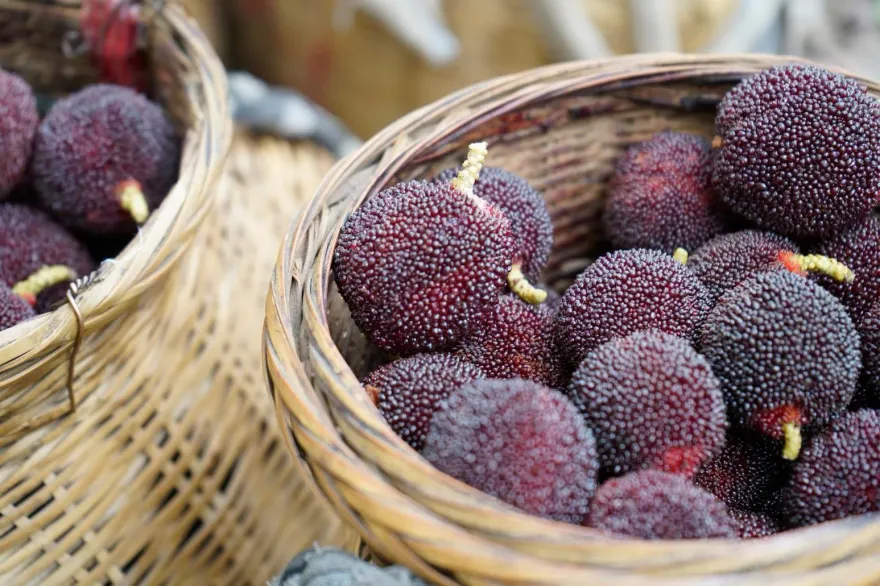 每天半公斤楊梅狂嗑20天下場曝　大叔突渾身無力送醫得「洗腎」治療