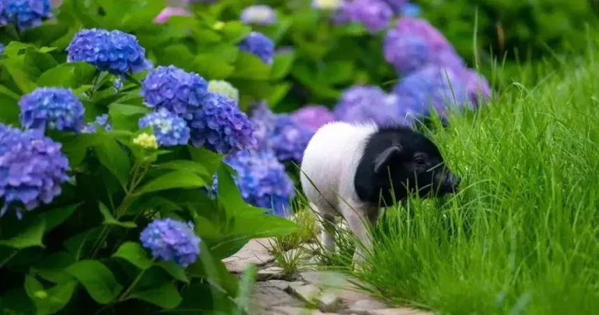 影/陸豪華「豬景房」住一晚近4萬元　觀賞國寶級貓熊豬還能帶一隻回家