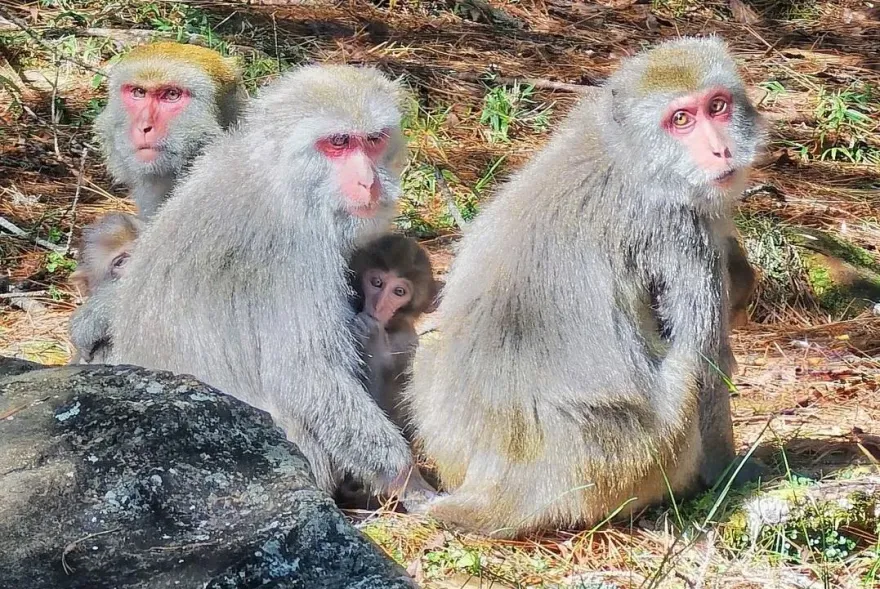 影/登塔塔加遇猴猴一家！猴王「箭步前撲」嚇到他　驚險場面全紀錄