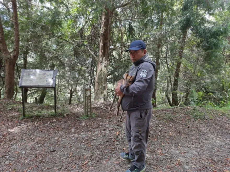 山羌你怎不跑？暖山友以為牠受傷抱著走5km　林管處診斷：是老邁走不動