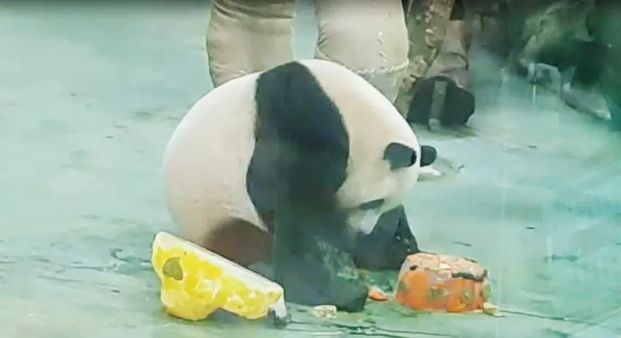 影/大貓熊圓寶3歲慶生！超萌熊熊造型蛋糕曝　現場嗨唱生日快樂歌