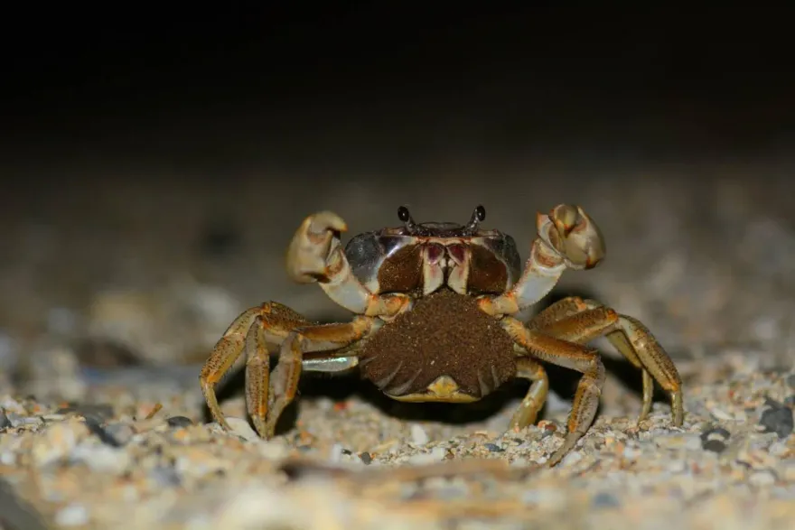 影/墾丁台江攜手成立護「蟹」陣線聯盟！簽署宣言率先起跑