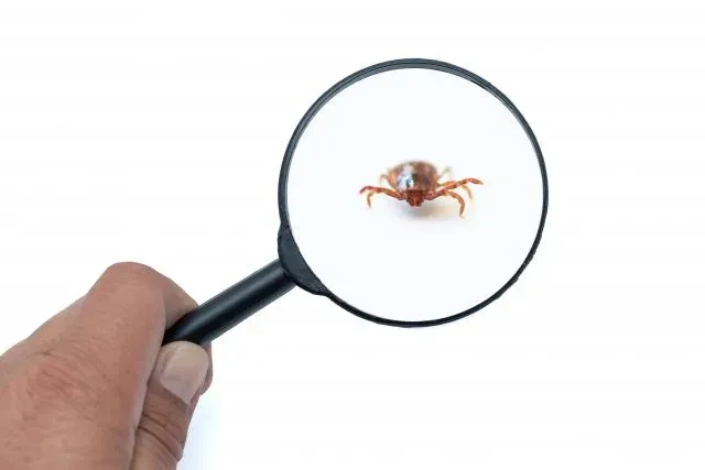 穿鞋很重要！退休族赤腳下田爬山　竟遭寄生蟲爬入腸道