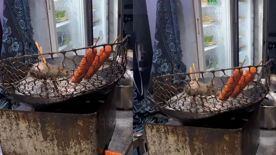 影/老鼠爬上炸串架啃香腸…噁心過程全都錄　網友酸：主打一個明目張膽