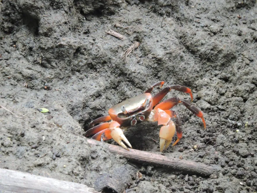 蟹蟹你的配合！產卵季陸蟹媽需要「絕對路權」　高雄工務局：留意輪下
