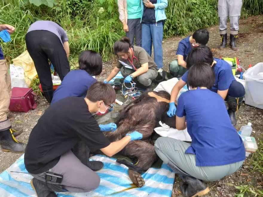 影/救到了！台東部落「巡守隊」通報黑熊困套索　保育協會衝森林斷掌公熊即時獲救