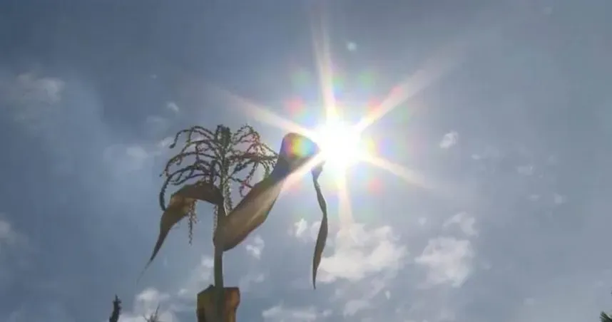 高溫熱出人命！草屯農民疑中暑倒臥菜園　身體被太陽烤到起水泡