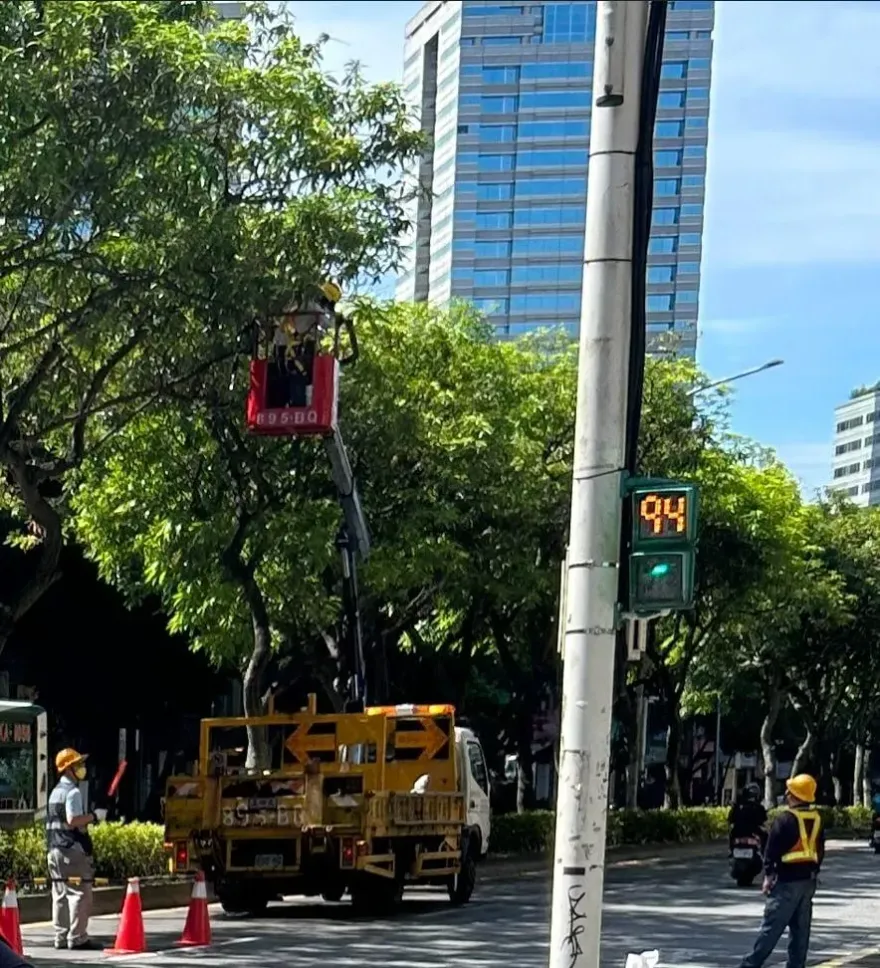 北市芒果樹結果纍纍！打果大隊出動　果實生澀難吃「別撿」