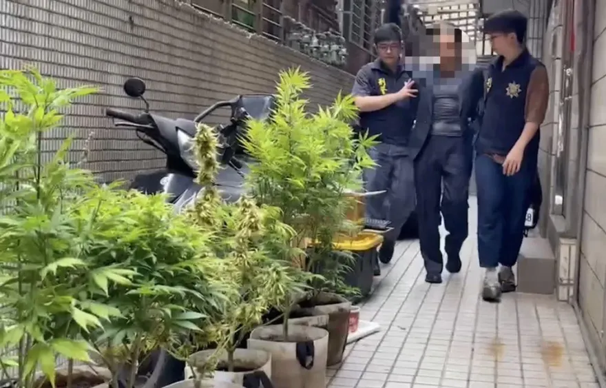 影/嗨翻片！武師頂樓種大麻自產自銷　還持刺殺安倍「同款霰彈槍」防身