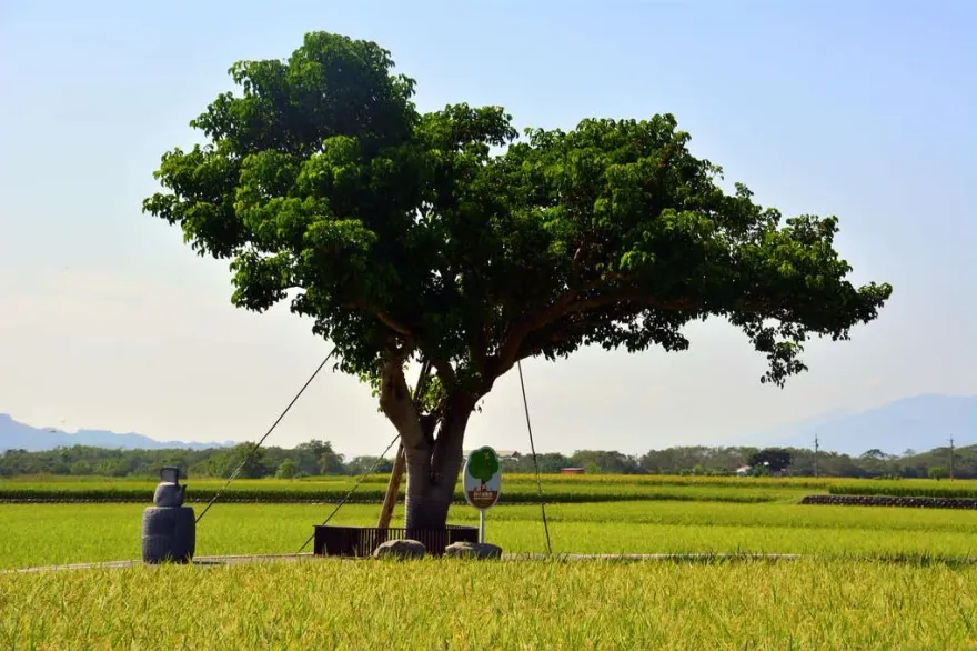 金粉生氣了！「金城武樹」改名「奉茶樹」…一片反對聲浪　鄉長盼爭取「本人」同意延用