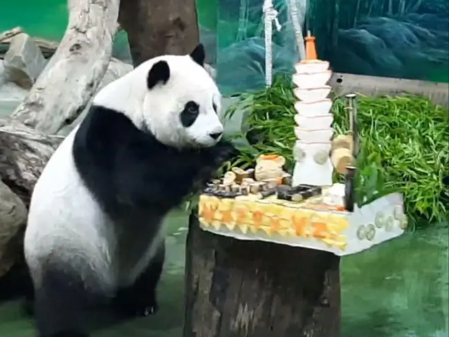 影/貓熊「圓仔」慶生！霸氣「推倒101蛋糕」　10年前仿真娃娃曝