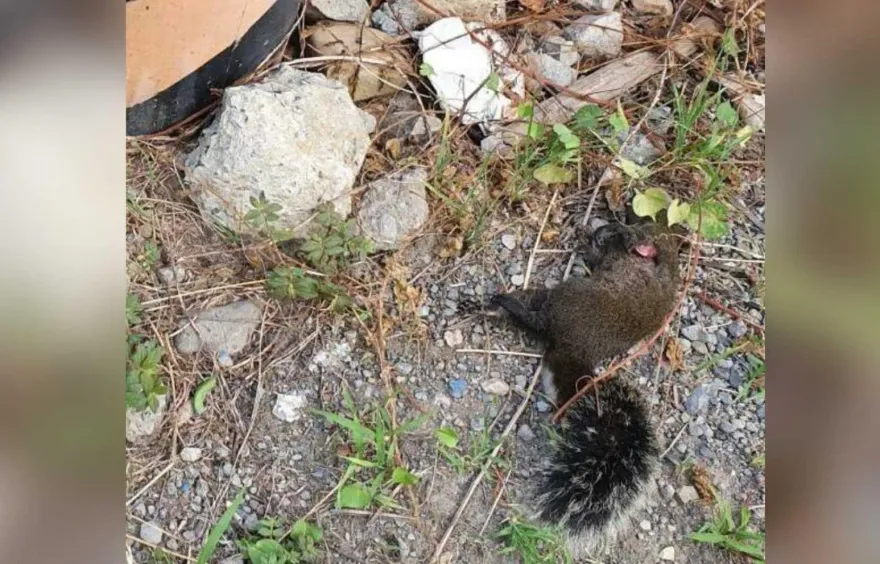 又是松鼠誤觸！高壓線路跳脫停電　高雄林園107戶一早熱昏