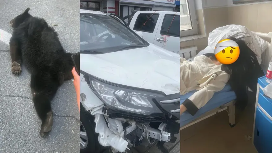 影/熊出沒注意！高速公路遇「黑熊直撲車頭」　車翻山溝報廢、人腦震盪住院