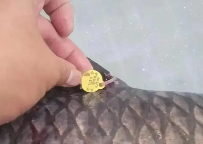 影/一條魚換260萬？垂釣場變賭博窩　「釣客像著魔一樣」警突襲逮86人