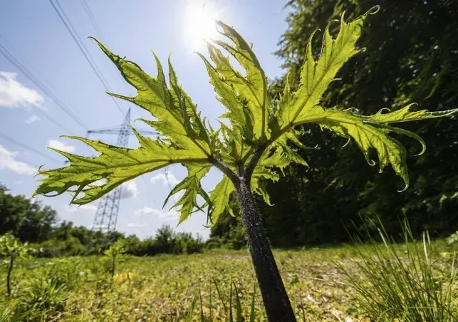 14歲少年觸碰「英國最危險植物」身上4處長嚴重水泡　醫：還會有後遺症