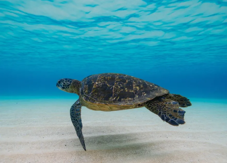 恆春身障女抓綠蠵龜回家養　屏檢起訴建請適當判決