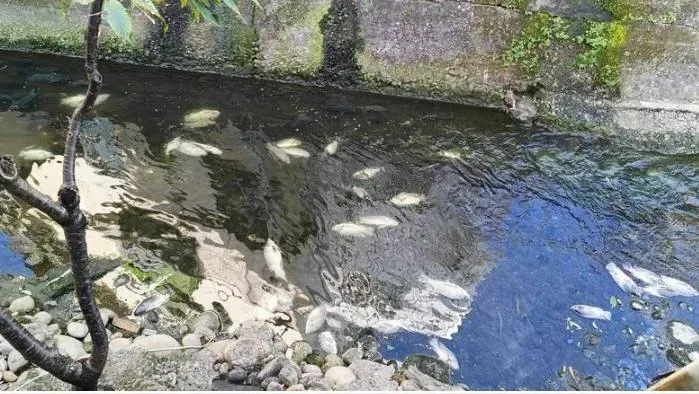 密集恐懼症勿入！太平新高大排驚見500公斤死魚群　追查中