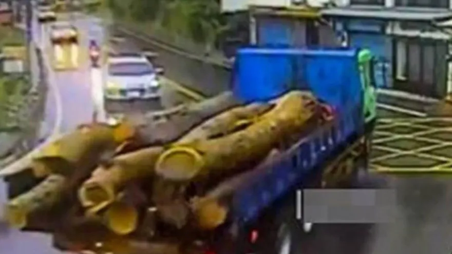 山老鼠盜走「680公斤櫸木」　警新竹追到宜蘭！霸氣逮惡徒